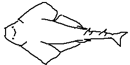 Squatina pseudocellata